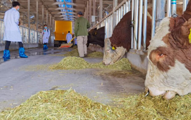 凍精改良技術驅動種業(yè)革新 海原縣打造畜牧業(yè)「芯片」新高地